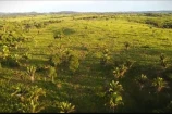 VENDO UMA FAZENDA DE 22.4 ALQUEIRES EM BURITIS/RO.