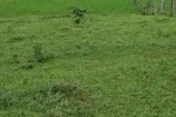 VENDO UMA TERRA DE 12 ALQUEIRES EM SÃO FELIPE