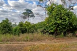  VENDO UMA CHACARA DE 2,7 ALQUEIRES EM BURITIS/RO.