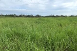 VENDO UMA FAZENDA DE 5.000 ALQUEIRES NO VALE DO GUAPORE/RO.