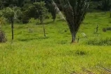 VENDO UMA FAZENDA DE 63 ALQUEIRES EM RIO PARDO/BURITIS/RO.
