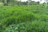 VENDO UMA FAZENDA DE 20 ALQUEIRES EM CAMPO NOVO /RO.