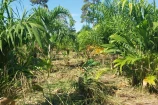 CHACARA A VENDA 1,5 ALQUEIRES EM BURITIS/RO