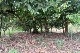  VENDO UMA CHACARA DE 2,7 ALQUEIRES EM BURITIS/RO.