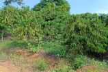  VENDO UMA CHACARA DE 02 ALQUEIRES NA ESTRADA DA FAVEIRA PRÓXIMO AO SETOR 07 BURITIS/RO.