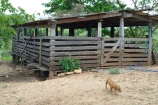 VENDO UM SITIO DE 15 ALQUEIRES NA RO 257 ARIQUEMES/RO.