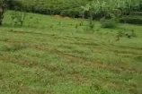VENDO UMA TERRA DE 12 ALQUEIRES EM SÃO FELIPE