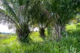  VENDO UMA FAZENDA DE 21 ALQUEIRES EM BURITIS/RO.