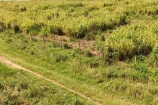 VENDO UMA FAZENDA DE 114 ALQUEIRES BURITIS/RO.
