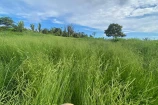  VENDO UMA FAZENDA DE 21 ALQUEIRES EM BURITIS/RO.