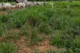 VENDE UMA FAZENDA DE 20 ALQUEIRES EM BURITIS/RO.