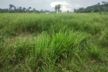 VENDO UMA FAZENDA DE 22.5 ALQUEIRES EM BURITIS/RO.