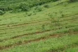 VENDO UMA TERRA DE 12 ALQUEIRES EM SÃO FELIPE