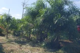 CHACARA A VENDA 1,5 ALQUEIRES EM BURITIS/RO