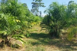 CHACARA A VENDA 1,5 ALQUEIRES EM BURITIS/RO