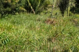 CHACARA A VENDA 4,5 ALQUEIRES EM BURITIS/RO