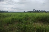 VENDO UMA FAZENDA DE 22.5 ALQUEIRES EM BURITIS/RO.