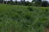 VENDE UMA FAZENDA DE 20 ALQUEIRES EM BURITIS/RO.