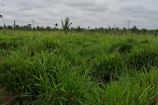 VENDE UMA FAZENDA DE 71 ALQUEIRES MINAS NOVAS BURITIS/RO.