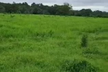 VENDO UMA TERRA DE 12 ALQUEIRES EM SÃO FELIPE
