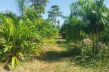 CHACARA A VENDA 1,5 ALQUEIRES EM BURITIS/RO