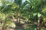 CHACARA A VENDA 1,5 ALQUEIRES EM BURITIS/RO