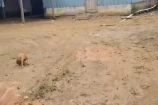 VENDO UMA CASA DE MADEIRA NO SETOR 02 EM BURITIS/RO
