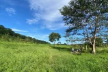  VENDO UMA FAZENDA DE 21 ALQUEIRES EM BURITIS/RO.
