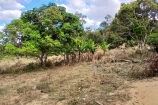  VENDO UMA CHACARA DE 2,7 ALQUEIRES EM BURITIS/RO.