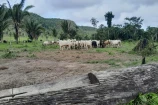 VENDE UMA FAZENDA DE 138 ALQUEIRES EM CAMPO NOVO/RO.