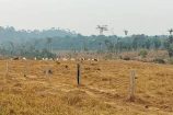 VENDE UMA FAZENDA DE 83 ALQUEIRES EM BURITIS/RO.