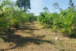 CHACARA A VENDA 1,5 ALQUEIRES EM BURITIS/RO