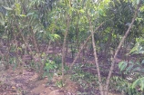  VENDO UMA CHACARA DE 02 ALQUEIRES NA ESTRADA DA FAVEIRA PRÓXIMO AO SETOR 07 BURITIS/RO.