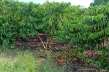  VENDO UMA CHACARA DE 02 ALQUEIRES NA ESTRADA DA FAVEIRA PRÓXIMO AO SETOR 07 BURITIS/RO.