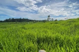 VENDO UMA FAZENDA DE 21 ALQUEIRES EM BURITIS/RO.